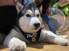 -Husky Go! 哈士奇体验馆·宠物咖啡厅狗咖