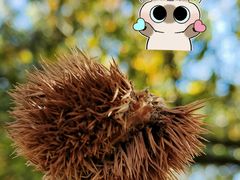 -鹫峰国家森林公园