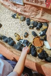 -Zoolung Zoolung动物主题公园(海信广场店)