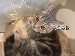 -楼上猫咖(罗湖店)