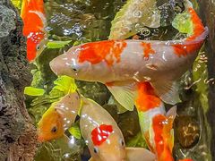 -揽季锅物会·海鲜姿造(三坊七巷店)