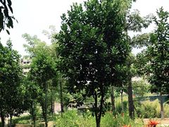 -广东科技学院(南城校区)