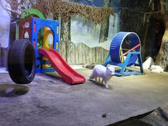 -芜湖新华联大白鲸海洋公园