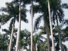-中国科学院西双版纳热带植物园