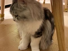 -猫腻·猫咖·撸猫馆(星光大道店)