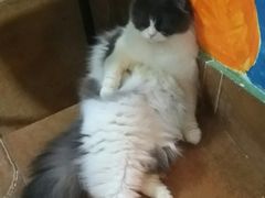 -李小姐の猫咖啡馆(五角场店)