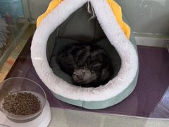 -糯米喵星人总部直营旗舰店·猫舍·幼猫出售