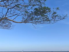 -碧海金沙
