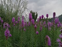 -径山花海