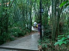 -大屏嶂森林公园