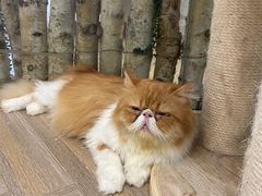 -酷豆宠物咖啡·宠物美食·撸猫馆