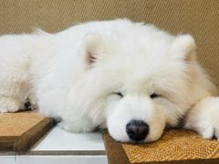 -星多哈·狗咖·拼豆·咖啡