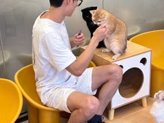 -有喵·猫咖·狗咖·30几只猫10只小狗(岗厦店)