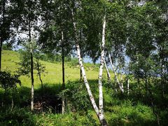 -塞罕坝国家级自然保护区