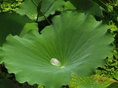 -荔湾湖公园