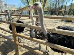 -大连森林动物园