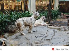 -白虎自助餐厅·真老虎·景观自助餐厅(广州长隆酒店)