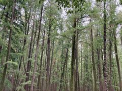 -上海共青森林公园