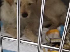 -嘉馨宠物医院·CT影像转诊·心脏科·犬猫全科诊疗中心(下沙大学城院区)