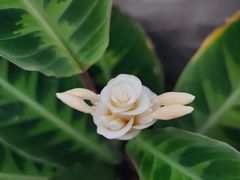 -国家植物园