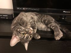 -猫大福·Fortune Cat猫舍(百子湾店)
