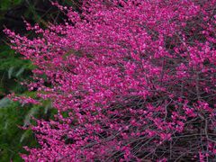 -白塘生态植物园
