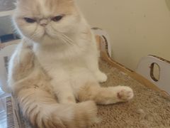 -滚猫咖啡·猫咖·猫友好撸猫(未来城店)