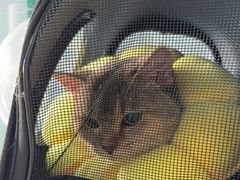 -瑞派福兴宠物医院犬猫全科·骨科·中西医结合(河东店)