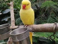 -南宫五洲植物乐园