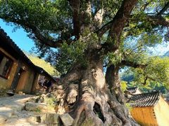 -杨家堂村