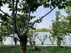 -灞河西岸滨河公园