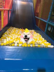 -宝燕乐园(闵行旗舰店)