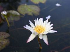 -中国科学院华南植物园