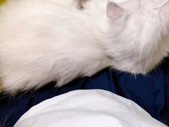 -猫在这儿猫咪咖啡馆·撸猫馆