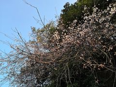 -洪崖丹井