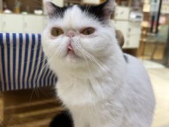 -藏猫猫咖啡主题馆(中央大道店)
