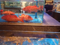 -上和臻品中国菜(花园街店)