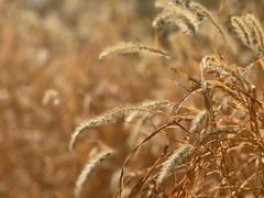 -野鸭湖国家湿地公园