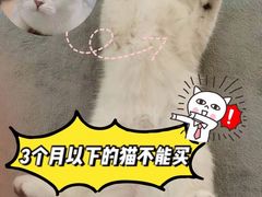 -lincat·猫舍(广州店)