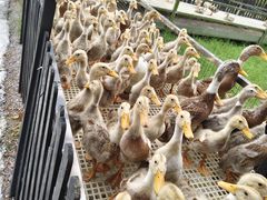 -郴州特产舜华临武鸭(郴州西站店)