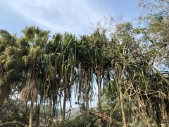 -瑞丽独树成林风景区