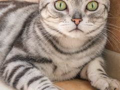 -米苏动物医院·犬猫专科·骨科外科内窥镜