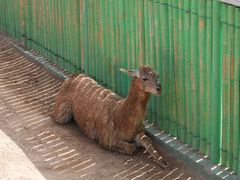 -西霞口神雕山野生动物世界