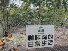 -兴隆隆苑咖啡庄园
