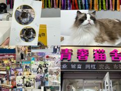 -青奢宠物·青奢猫舍