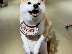 -逗柴咖啡屋·狗咖猫咖宠物桌游