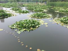 -前关湿地公园
