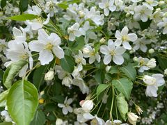 -长白岛森林公园