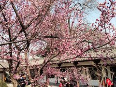-西安青龙寺遗址景区
