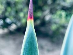 -中国科学院华南植物园